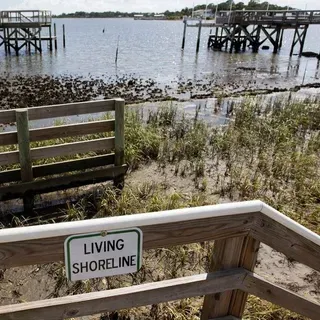 thumbnail for publication: Living Shorelines for Erosion Control and More